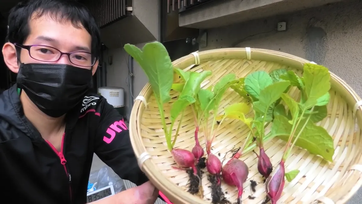 収穫した二十日大根