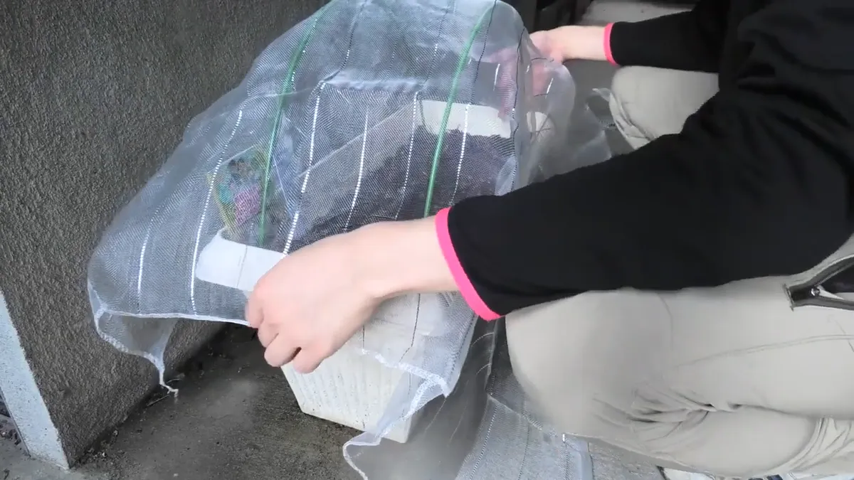 100円ショップダイソーグッズでトンネル掛けを作っている様子