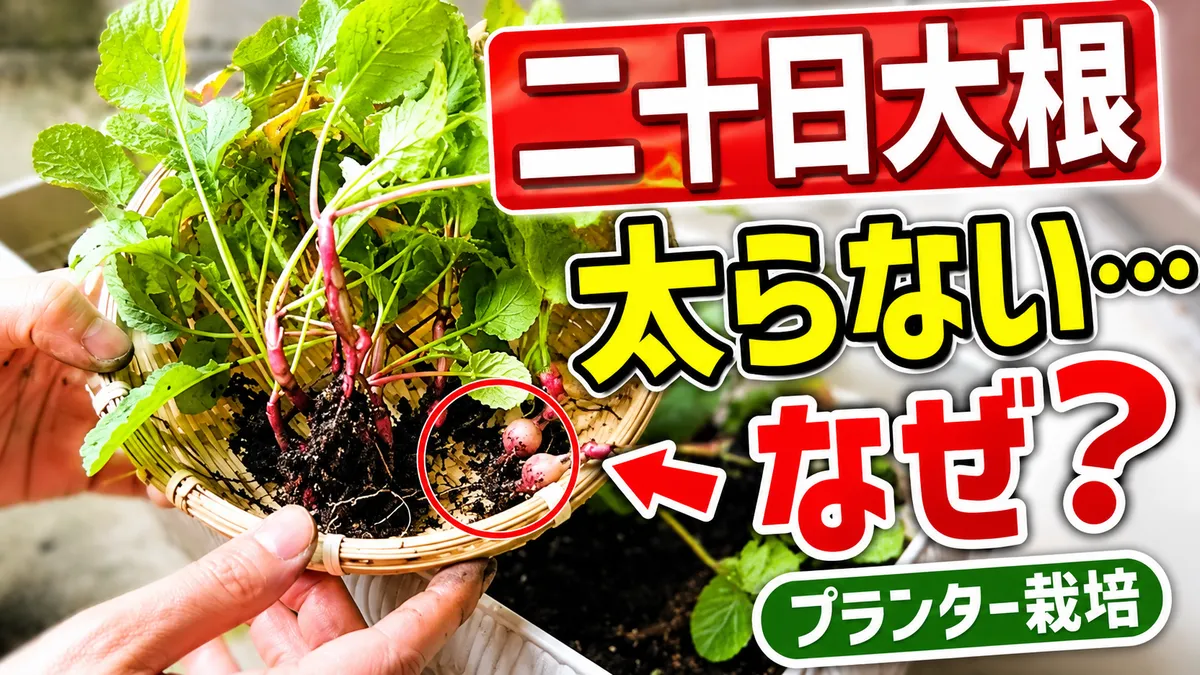 ラディッシュ肥大しないサムネイル画像