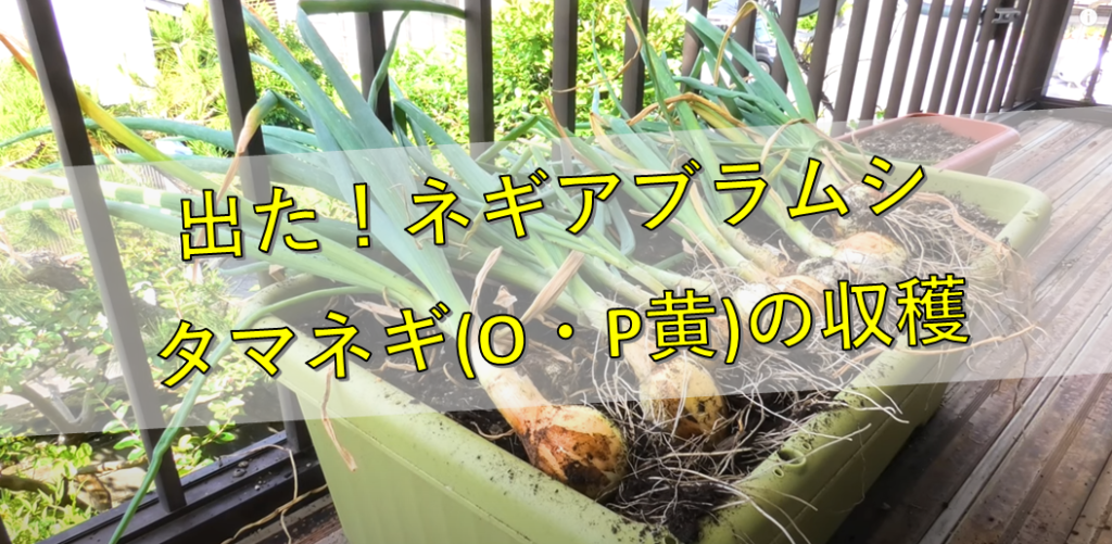 【プランター菜園】ネギアブラムシとタマネギの収穫