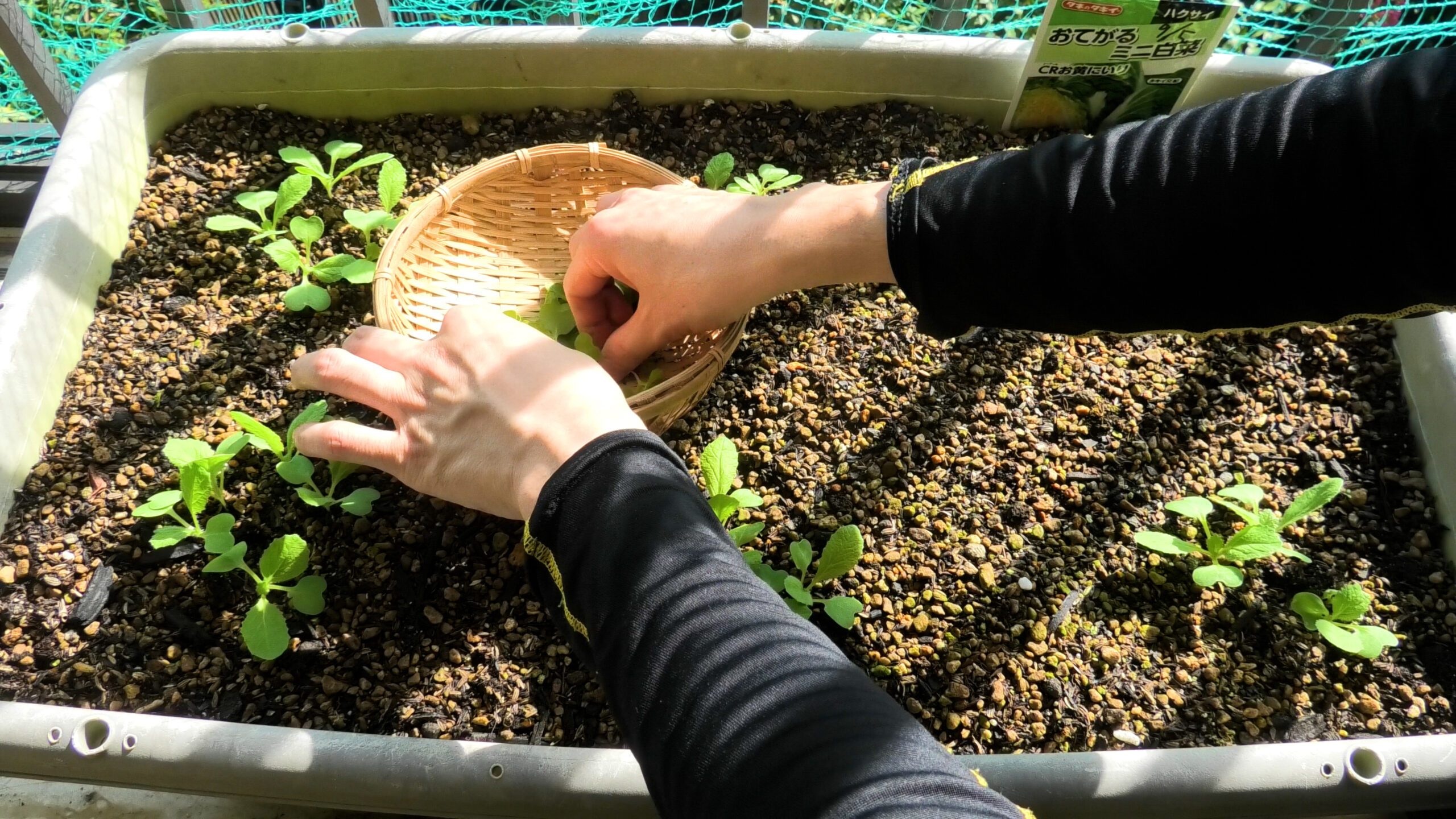 ミニ白菜1回目の間引き