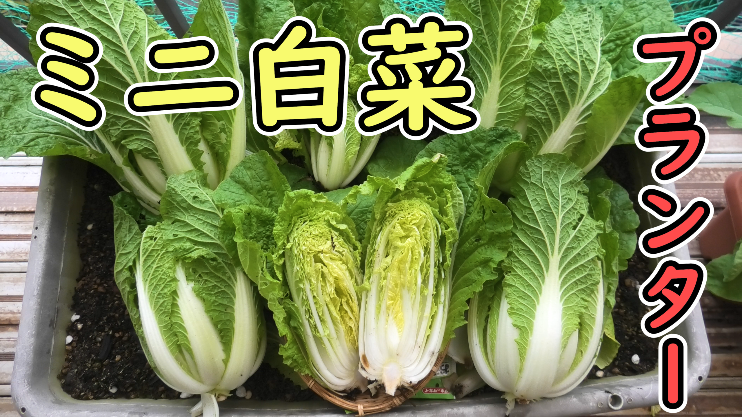 ミニ白菜のプランター栽培