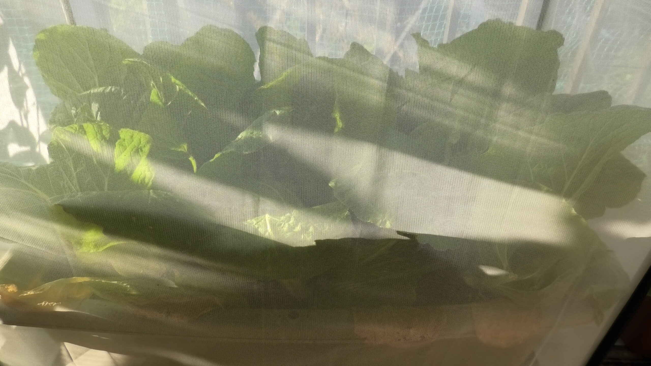 ミニ白菜の防虫ネット