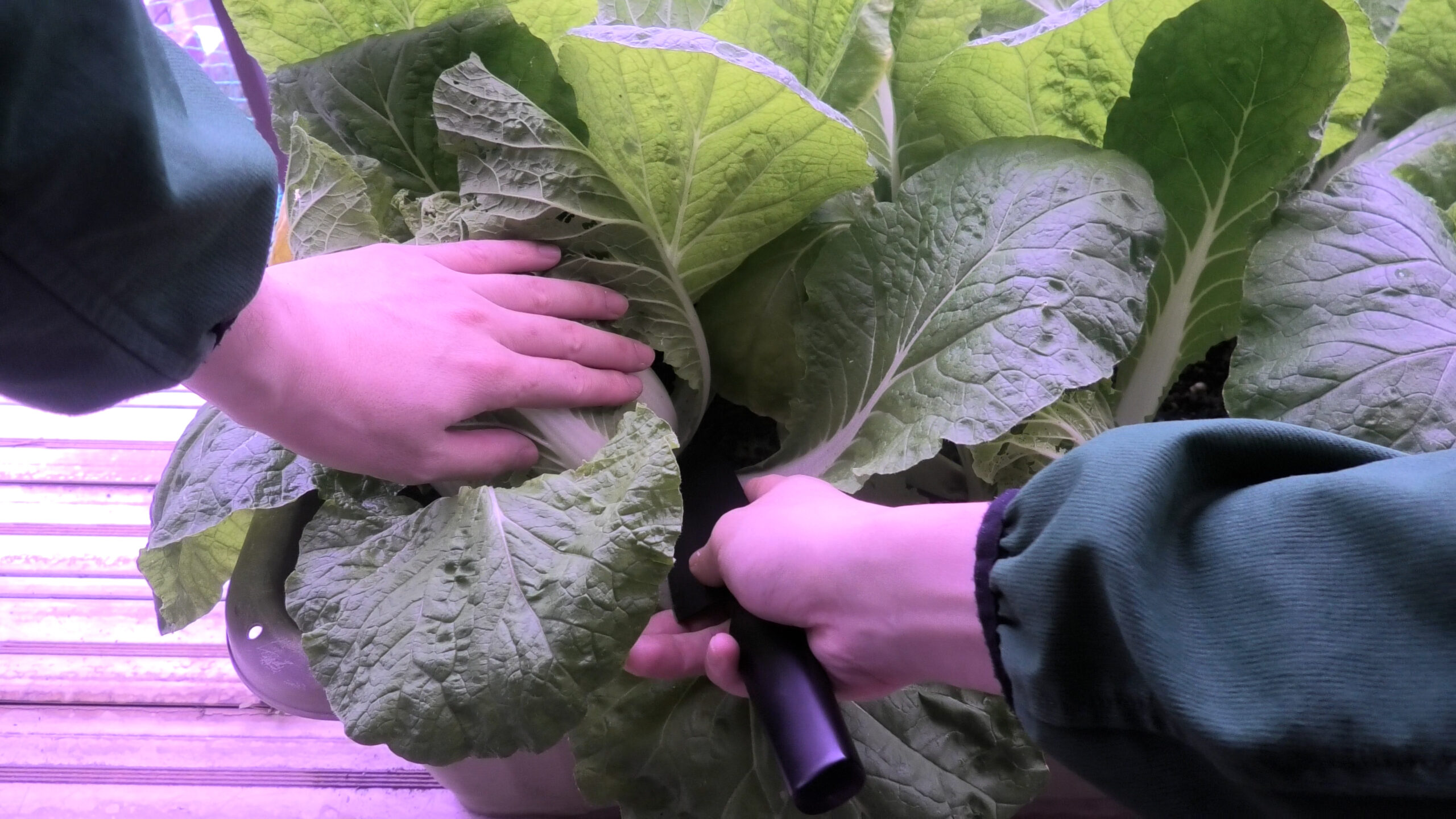 ミニ白菜の収穫方法