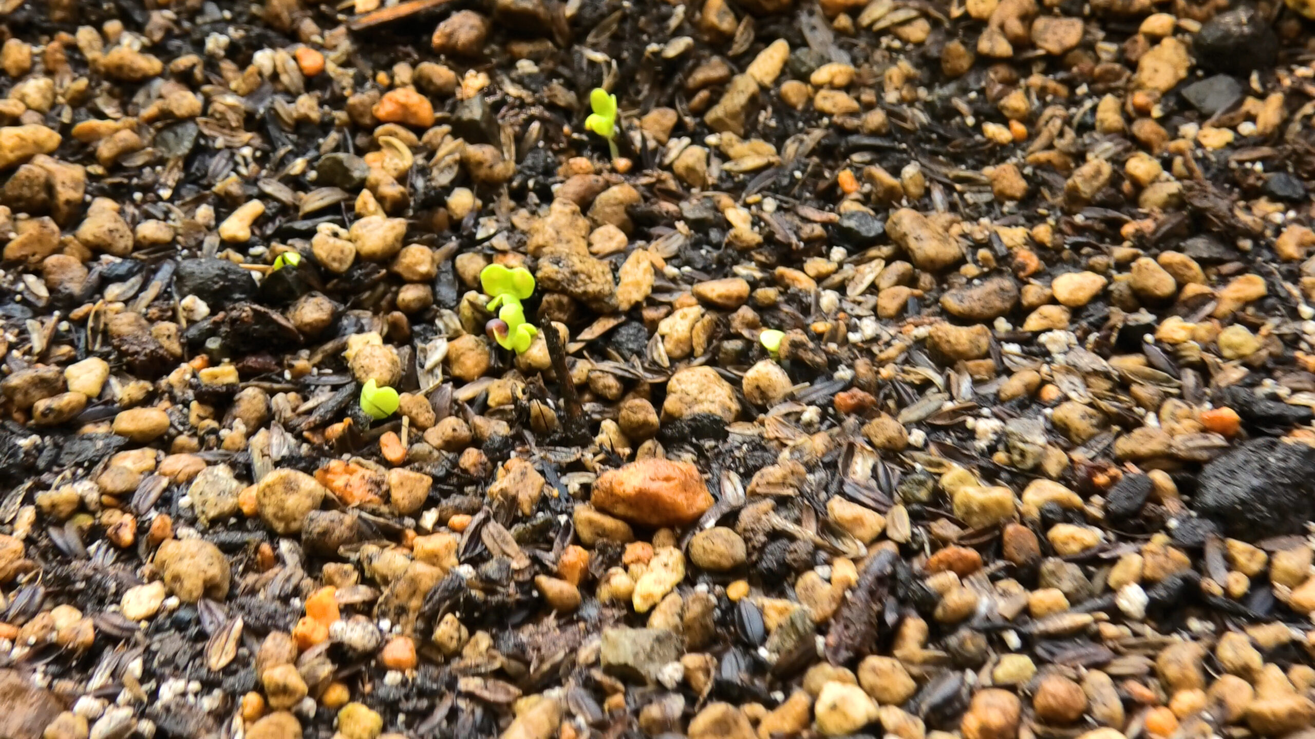 ミニ白菜の発芽