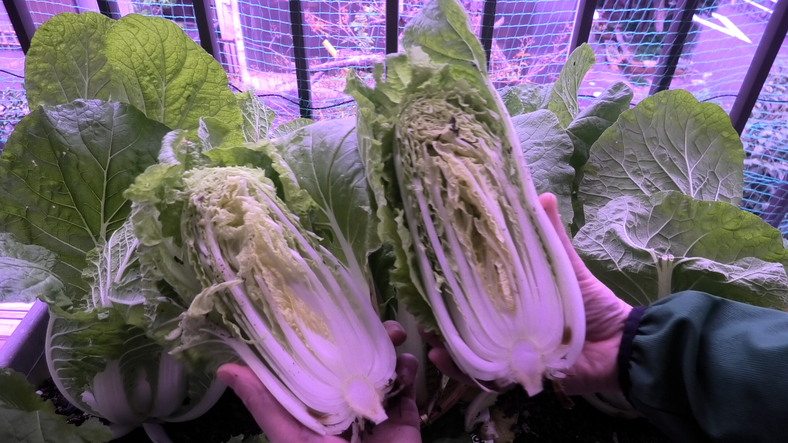 プランターでのミニ白菜栽培のまとめ
