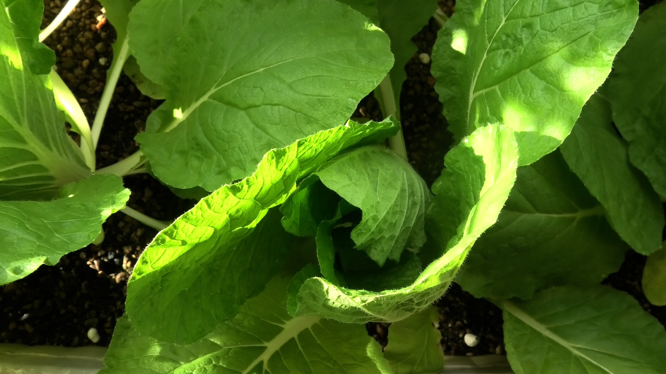 ミニ白菜の結球