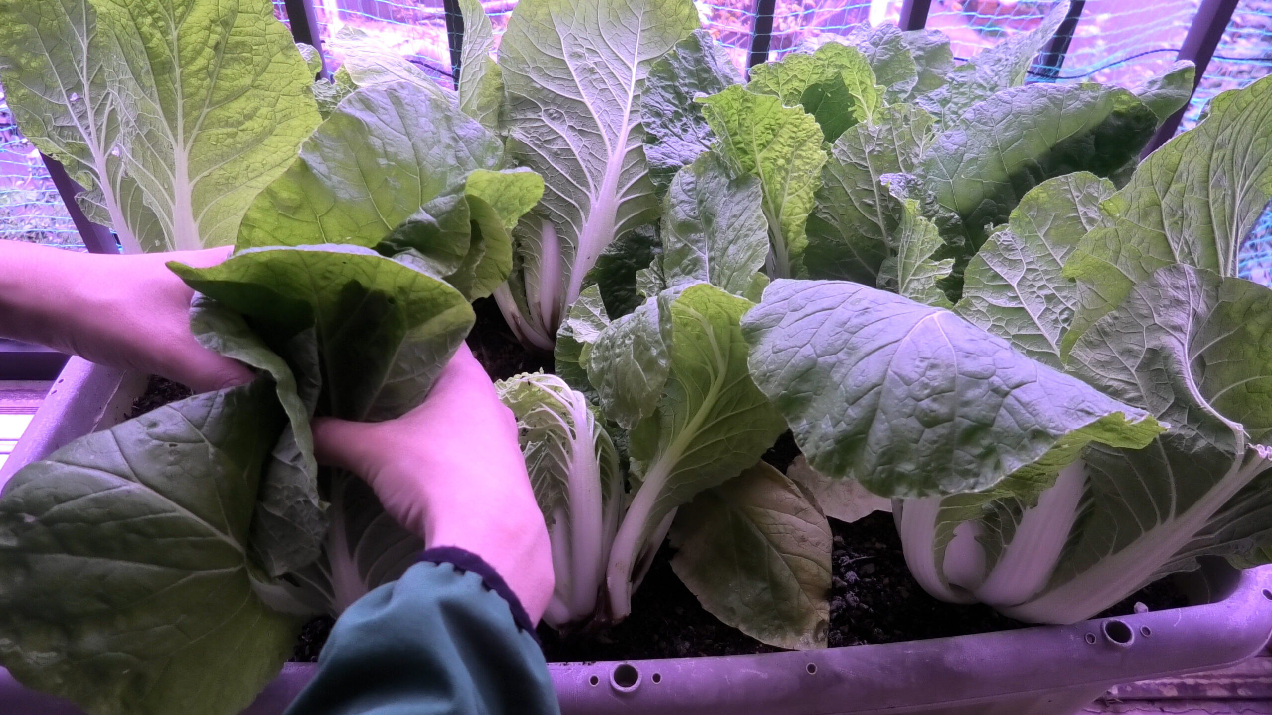 ミニ白菜の寒締め