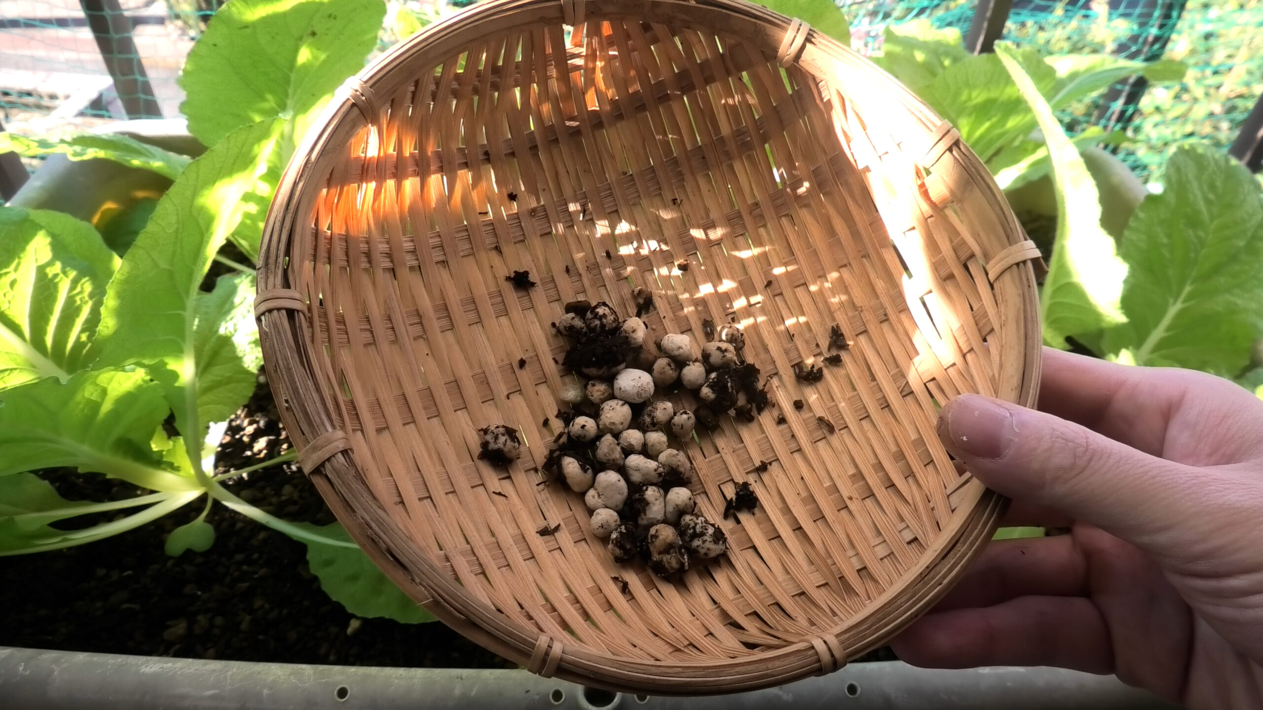 ミニ白菜追肥1回目