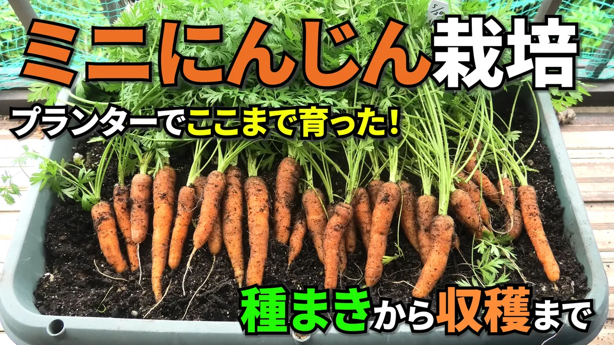 ミニにんじんのプランター栽培・種まきから収穫まで