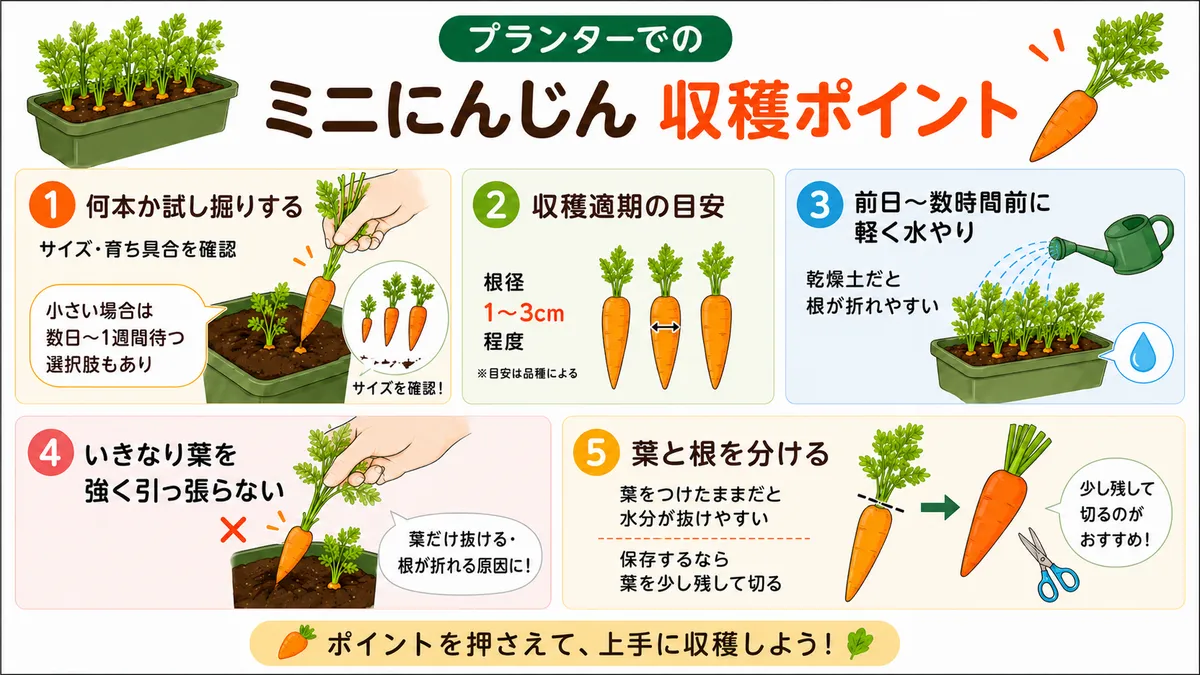 プランターで栽培したミニにんじんを収穫する際のポイントをまとめたイラストです