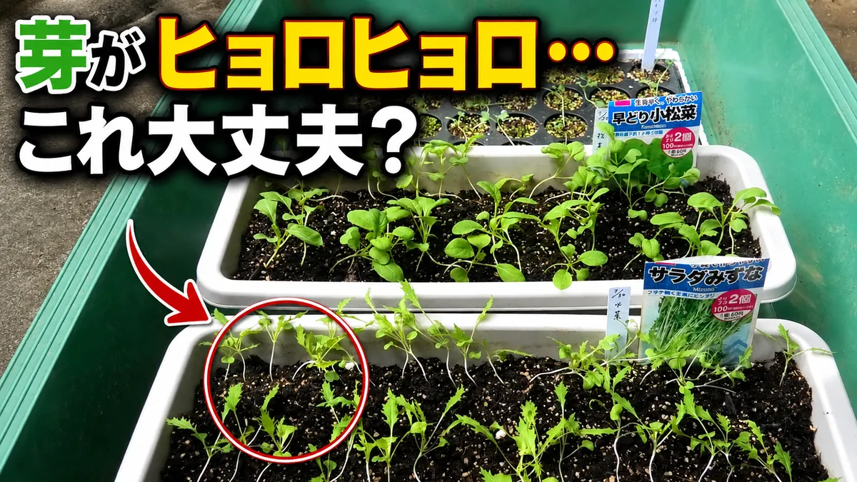 ひょろひょろ、ヒョロヒョロ徒長なぜですか？