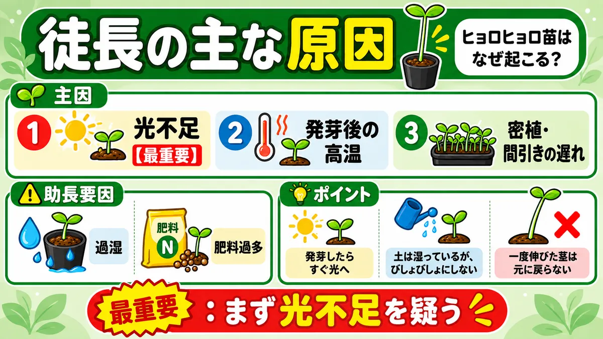 徒長の主因と助長要因をまとめたイラストです