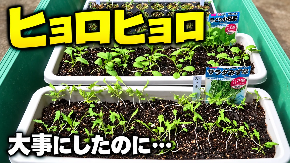 野菜の芽がヒョロヒョロに…大事に育てたつもりが【プランター栽培初心者の方へ】