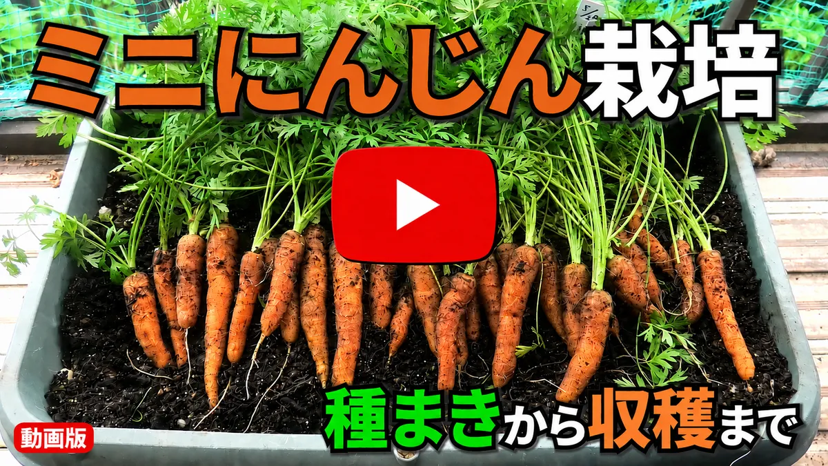 ミニ人参プランター栽培サムネ